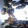 madagascar roach caresheet