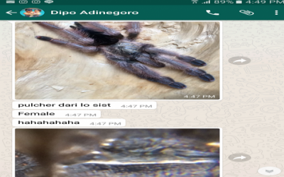 Dipo_Adinegoro