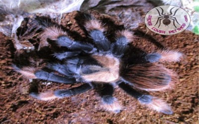 Emilia Female 9-10 cm Tarantula