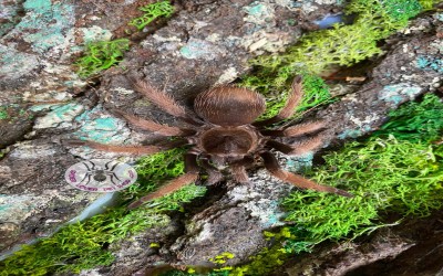 Klaasi female juvie tarantula