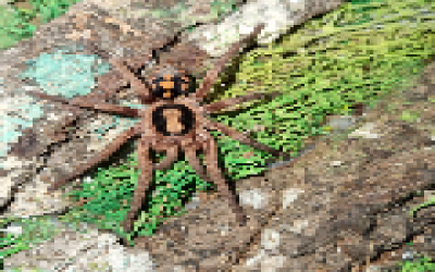 Hapalopus sp. columbien gross Unsex sling tarantula