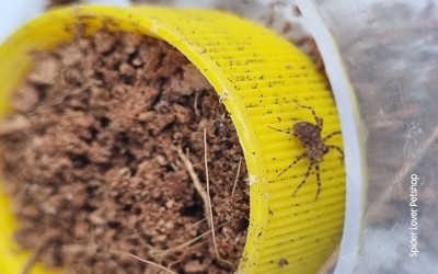 BABY HETEROPODA LUNULA HUNTSMAN DENGAN KANDANG