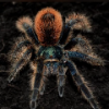 TARANTULA