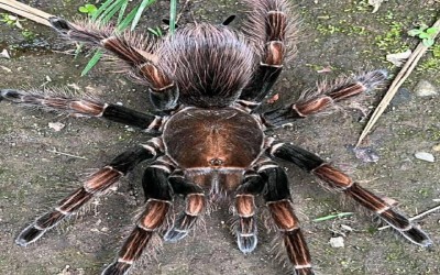 Tarantula Pamphobeteus sp. "Dark" / Copperhead Birdeater / Dark Pampho / Dark Birdeater / Dark Pamphobeteus