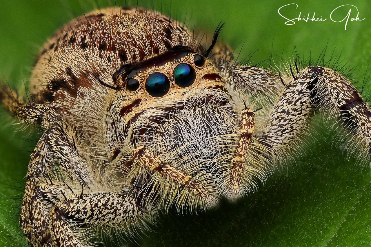 Walckenaeri (Jumping Spider) | Spider Lover Pet Shop