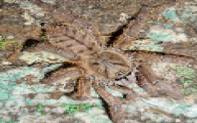 phormingochillus sp. rufus 7-8 cm Possibly Female tarantula