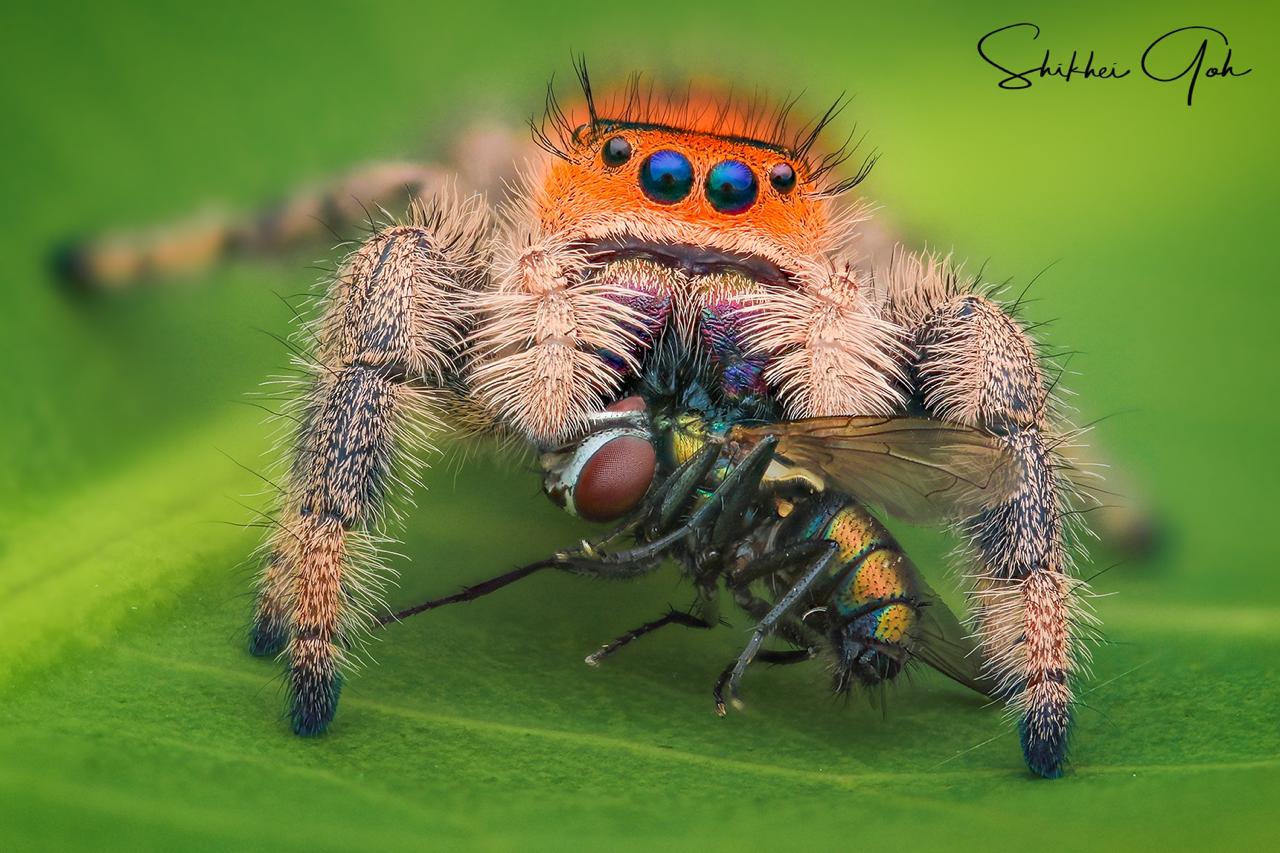 Rafiki the Jumping Spider – Home