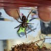 TARANTULA