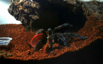 vagans unsex 1 cm tarantula